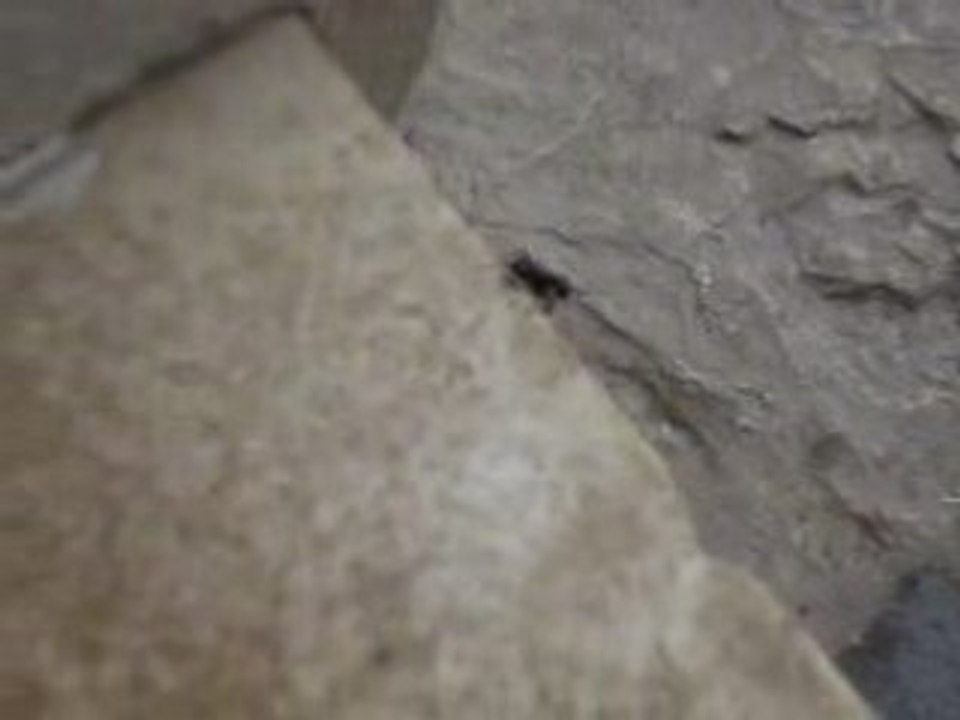 la reine des fourmis
