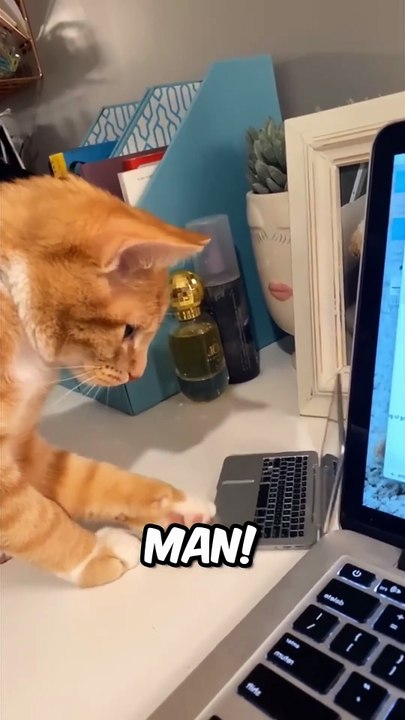 This cat is a Business Man