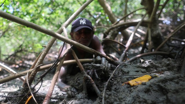 Manglares amazónicos de Brasil: ecosistemas vitales en riesgo