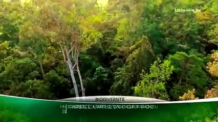 Frères des arbres - Bande annonce