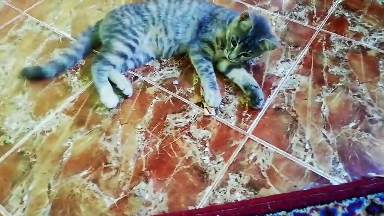 Funny shots with cats