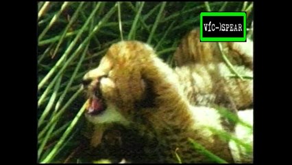 El Ciclo de la Vida: Guepardo, el cazador delicado - Documental (1999) Español Latino *Narrador: Rubén Moya