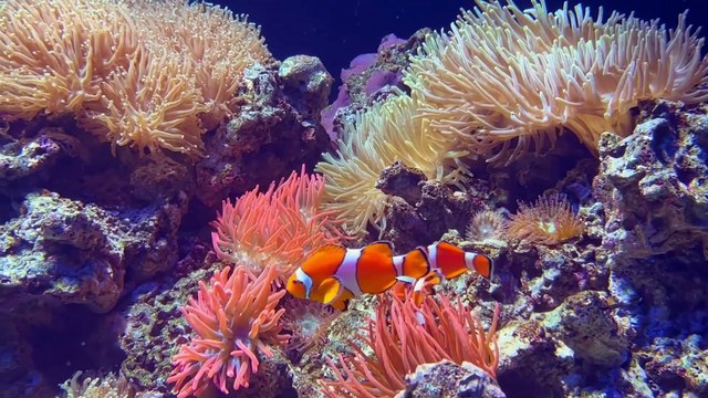 Os animais mais fofos do mundo n•102