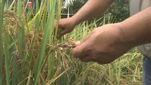 Productores recuerdan que la ley prohíbe importar arroz en periodo de cosecha