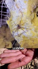 Arana violinista en CDMX