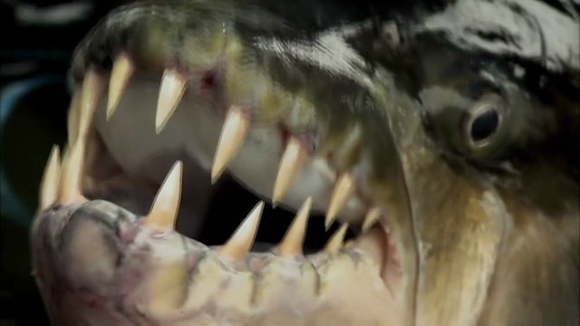 River Monsters S02E01 Demon Fish