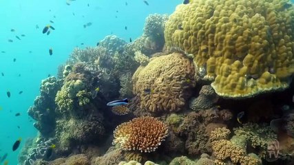 Dr Ann's Secret Lives - Season 1 Episode 1 - Bull Sharks