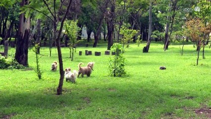 Denuncian casos de perros que han sido intoxicados en el Bosque del Centinela