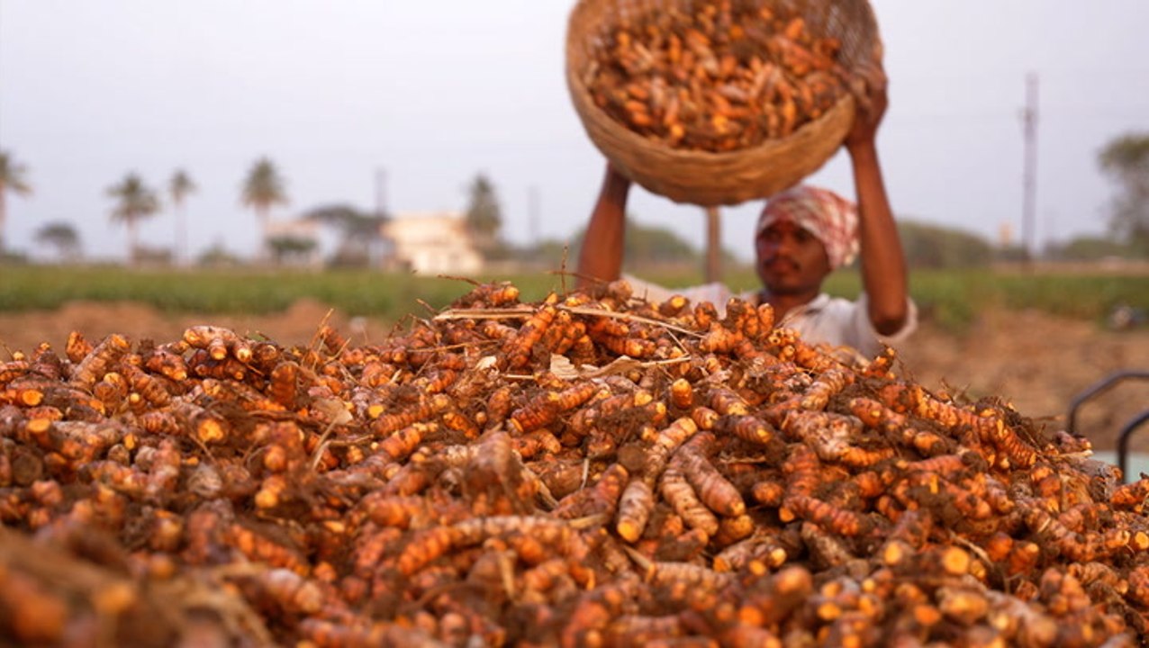 India grows 80% of the world's turmeric. So why are farmers struggling?