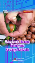 Macadamia, Kacang Sultan yang Harganya Fantastis