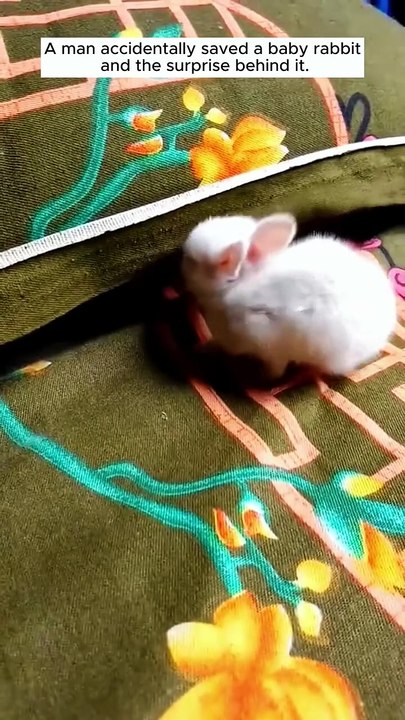 M2907050_man accidentally saved baby rabbit and the surprise behind it re..._part2