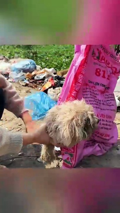 M2907043_Rescue puppy animal animalsoftiktok rescueanimals rescue puppy... (2)_part2