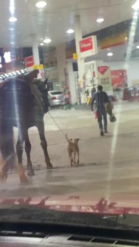 Dog Walks Horse on Leash While Hen Balances on Horse's Back