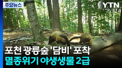 광릉숲에 찾아온 반가운 손님...아기 담비 형제 첫 포착! / YTN