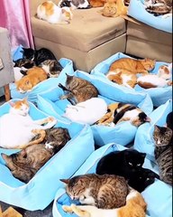 أطرف لحظات القطط الصغيرة الكيوت للأطفال 🐱💖 | ضحك بلا توقف!