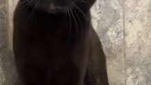 Jajaja 😽😸