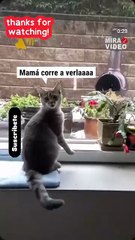 Conoces la nieve 😺