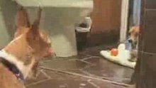5the_evil puppy_in_the_mirror