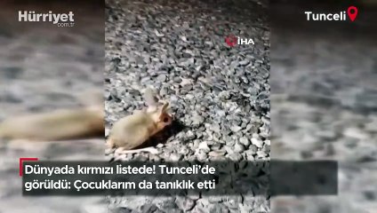 Dünyada kırmızı listede! Tunceli'de görüldü: Çocuklarım da tanıklık etti