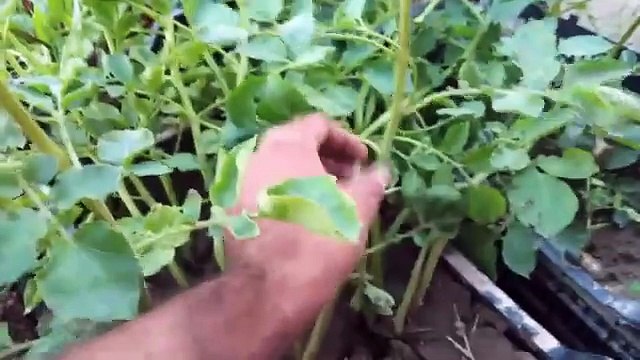 How To grow potatoes at home for your Kitchen _ Kitchen gardening tips for Potato farming Part1