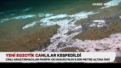 Okyanusun 9000 metre altında yeni egzotik canlılar keşfedildi!