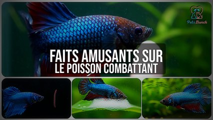 Faits amusants sur le poisson combattant