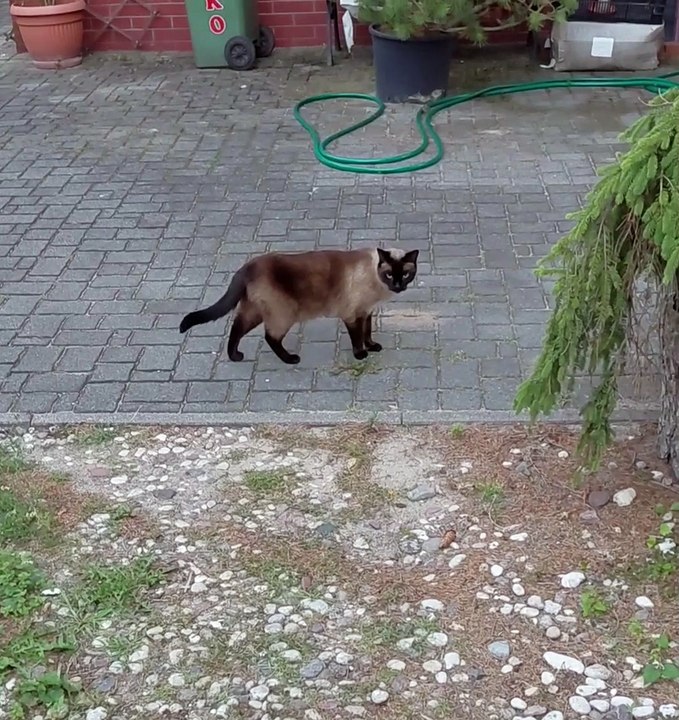 "Let Me In, Human!" 🐱 This Cute Cat Has Something to Say! #cat #funnycats #shorts #cute #cutecat #funnycats