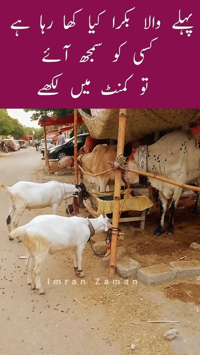 DEKHO! Pahly Wala BAKRA Kiya Kha Raha Hy?😲