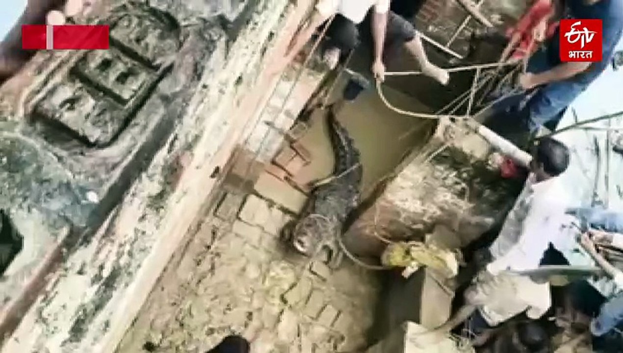 रात में घर में घुसा विशालकाय मगरमच्छ; सात घंटे रेस्क्यू के बाद वन विभाग की टीम ने पकड़ा, सरयू नदी में छोड़ा