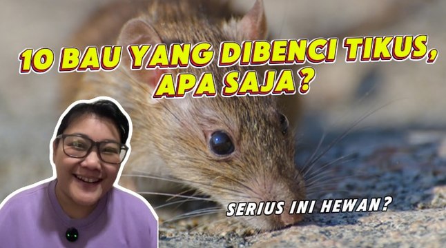 10 Bau yang Dibenci Tikus, Apa Saja?-Serius Ini Hewan?