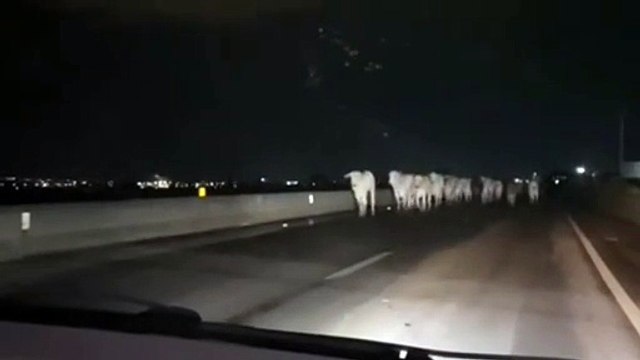 Bois soltos colocam motoristas em risco na AL-220, em Arapiraca