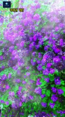 झूठ का जाल | Sach Aur Jhoot 😥💔 | True Lines | True Words | Sad Status | Hindi status #shorts #foryou