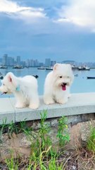 Taking two puppies out for the first time, an adventure with cute pets!
