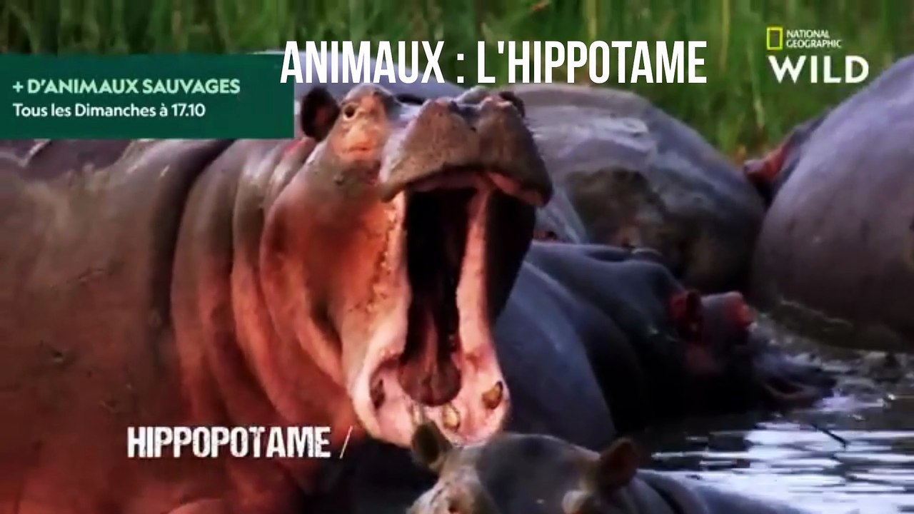 Animaux : L'Hippopotame, image size:1280x720