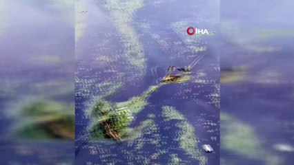 Gemlik körfezi çöplüğe döndü