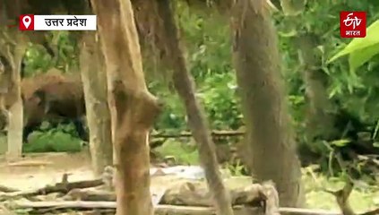 अमेठी में तेंदुए की दहशत; खेत में खाद डाल रहे दो लोगों पर किया हमला, वन विभाग का सर्च अभियान जारी