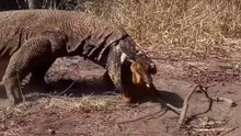 Komodo Dragon Hunts Goat – Nature’s Apex Predator in Action