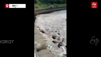 हरियाणा के यमुनानगर में पलक झपकते ही बह गई गायें, पानी पीने उतरी थी, वीडियो आया सामने