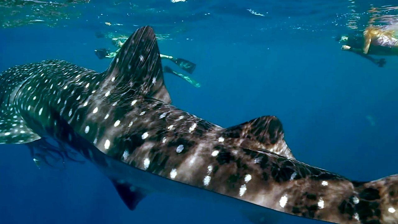 Great white shark swims into cage _القرش الأبيض الكبير يسبح داخل القفص