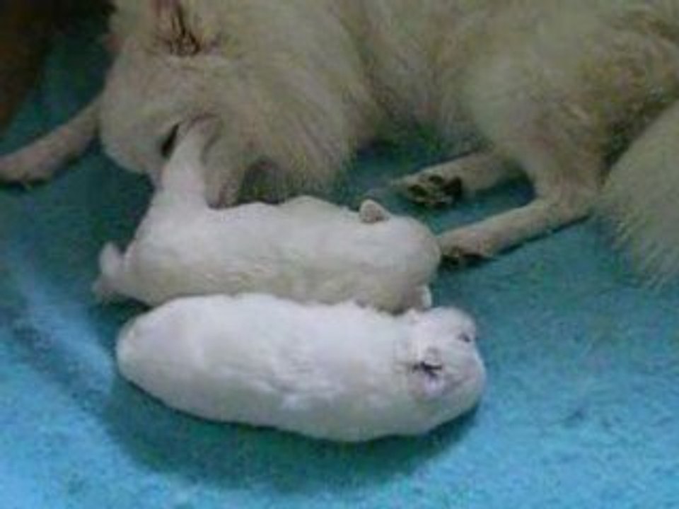 Bébés de Gloria à deux semaines