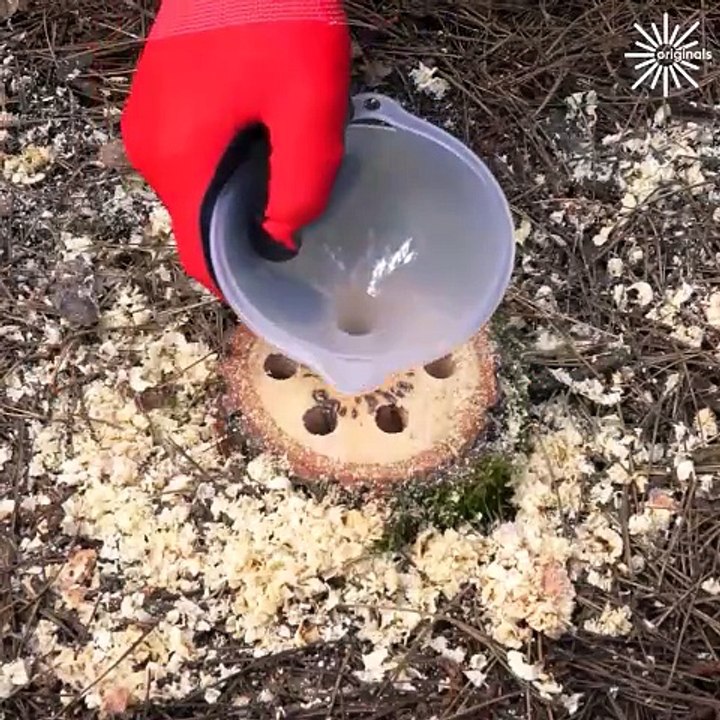 This is the easy way to remove a tree stump! - video Dailymotion