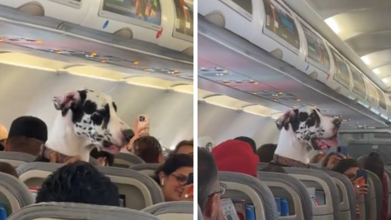 México: Gran danés se viraliza por viajar en cabina de pasajeros muy tranquilo y sin moverse