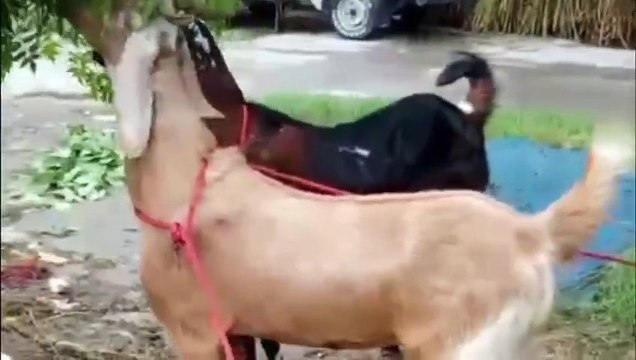 Beautiful goats/Beetal goats/Healthy goats/Pregnant goats/Long-ear goats/Active Goats/Goat Islamabad