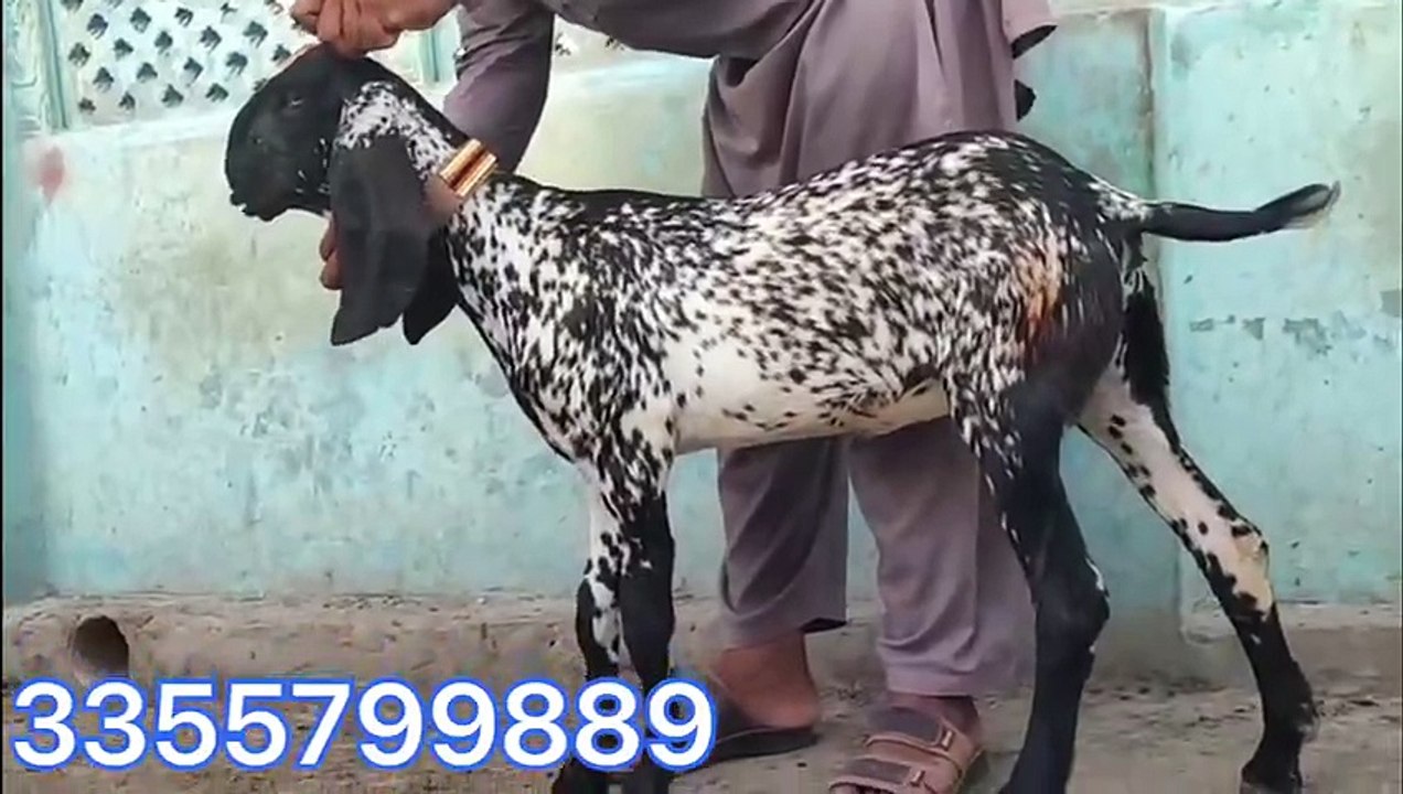 Beautiful goats/Beetal goats/Healthy goats/Makhi Cheeni goats/Long-ear goats/Active Goats/Goat Punjab