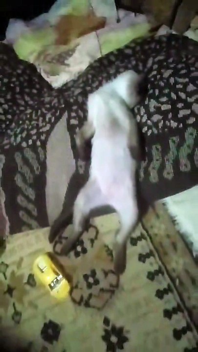 The deepest sleep I've ever seen this cat have.