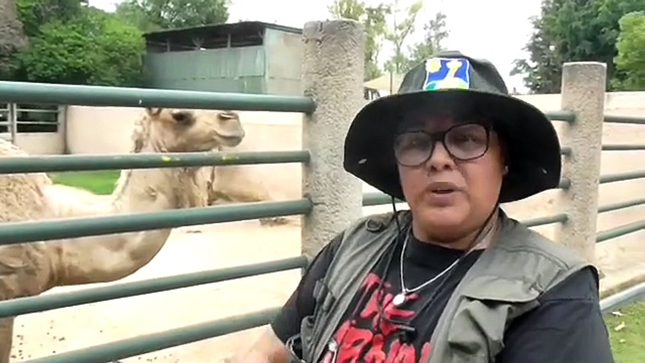 Ven y conoce a Galilea y Cuauhtémoc, los dromedarios del ZooIra