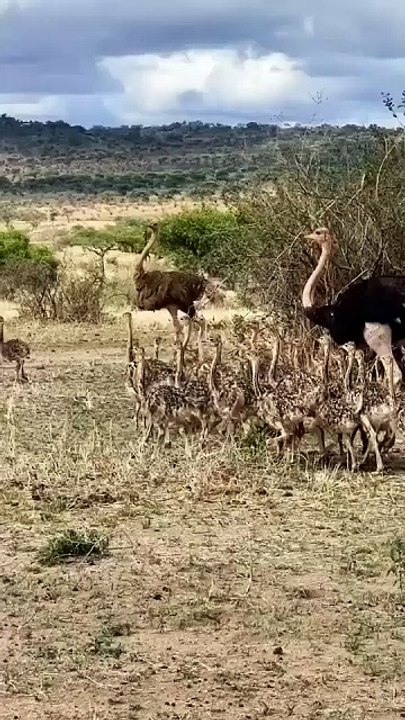 Amazing wildlife