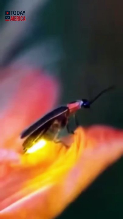 The Glowing Mystery of Fireflies — Nature’s Living Lanterns! #Firefly #Bioluminescence #GlowingBeetle #Luciferin #NatureWonders #WildlifeFacts #InsectMagic #NightLight #ScienceInNature #JulyNights