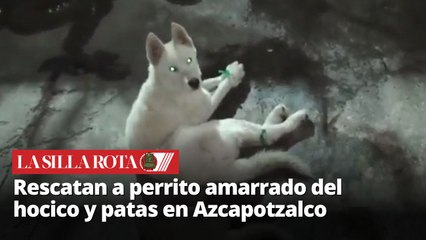 Así fue el rescate del perrito atado del hocico y patas en Azcapotzalco