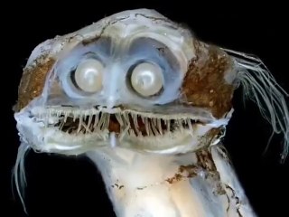 PEZ TELESCOPIO
